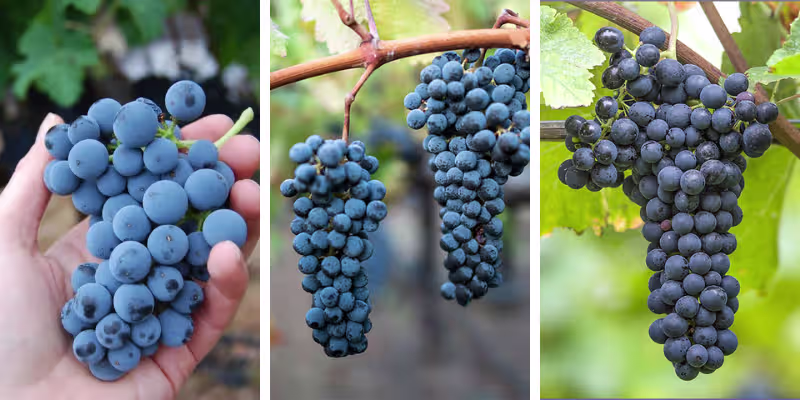 Nghệ thuật phối trộn đỉnh cao từ Merlot, Cabernet Sauvignon và Syrah