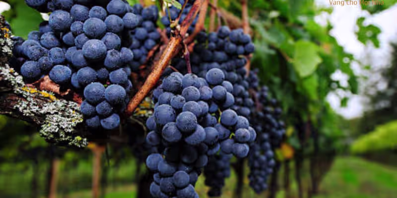 Nghệ thuật phối trộn và giống nho Cabernet Sauvignon chủ đạo