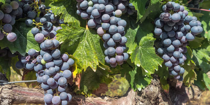 Sự tròn đầy và uyển chuyển từ giống nho Merlot