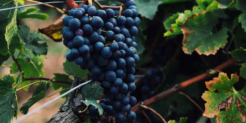Giống nho Merlot - Chìa khóa tạo nên sự mềm mại quyến rũ