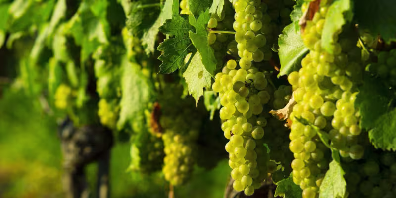 Giống nho Moscato - Nữ hoàng của các loài hoa và trái cây