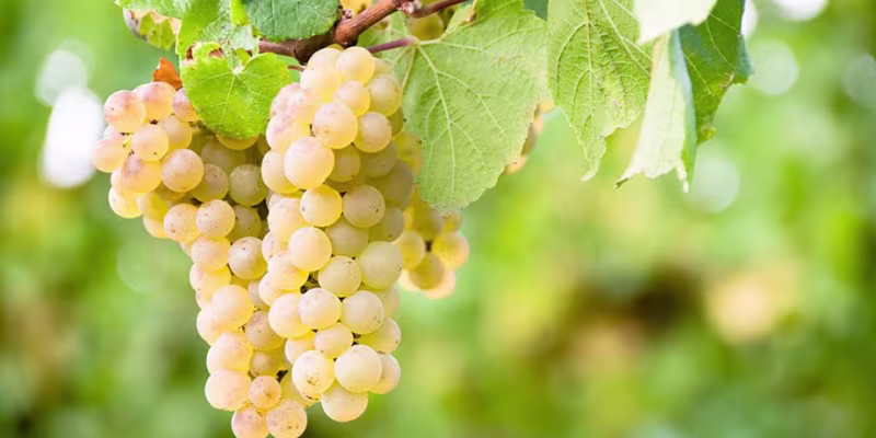 Dấu ấn thảo mộc và trái cây từ 100% giống nho Sauvignon Blanc