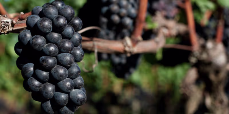 Sự thanh lịch và quyến rũ từ giống nho Pinot Noir