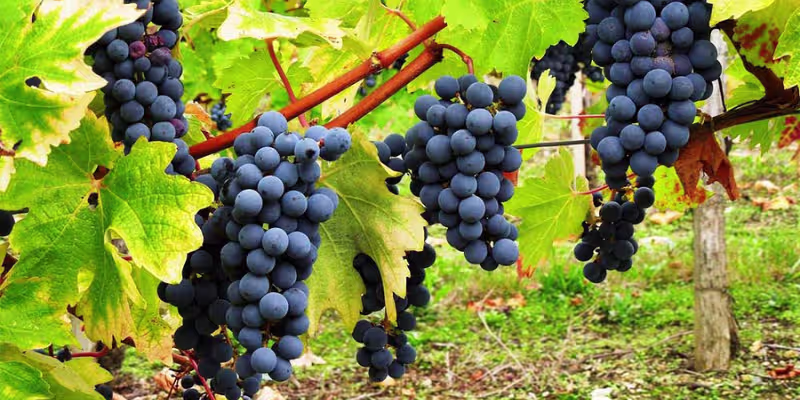 Nghệ thuật phối trộn đỉnh cao cùng 9% Cabernet Franc