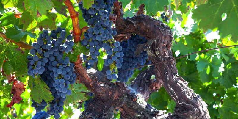 Sự đậm đà và hào sảng từ giống nho Zinfandel
