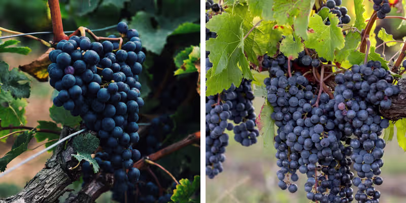 Quy trình ngâm ủ gỗ sồi Pháp Grande Reserve công phu