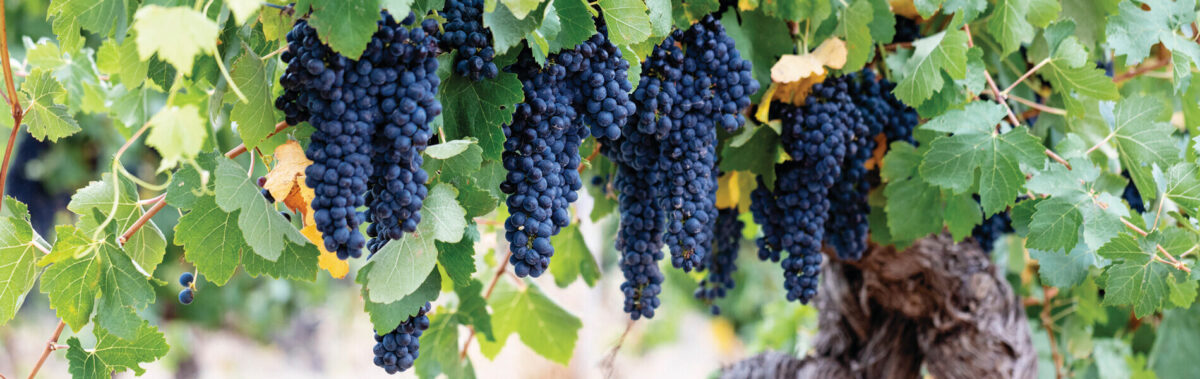 syrah grape