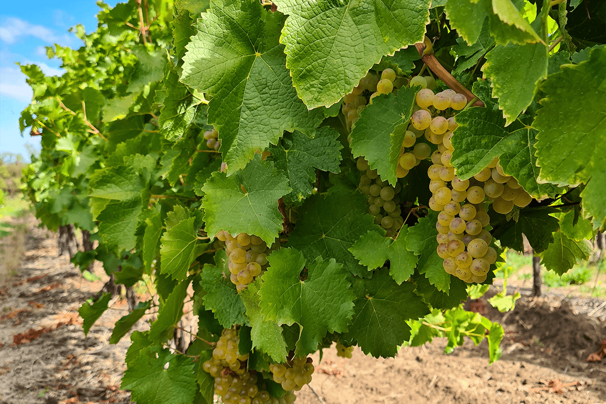 nho sauvignon blanc
