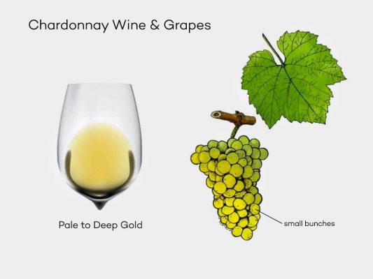 chardonnay-wine-grapes-illustration
