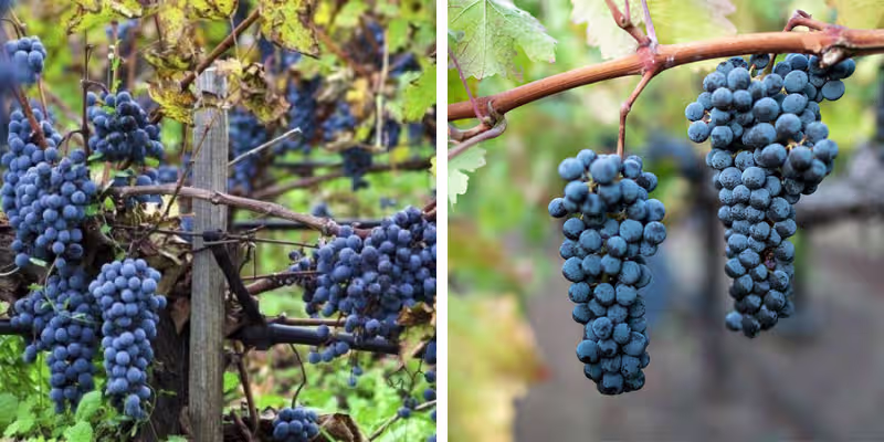Nghệ thuật phối trộn tài tình giữa Merlot và Cabernet