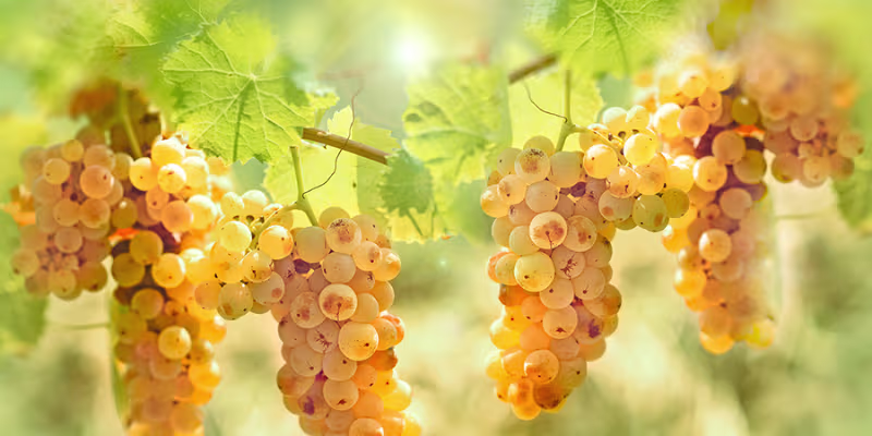 Sự thuần khiết nguyên bản từ 100% giống nho Riesling