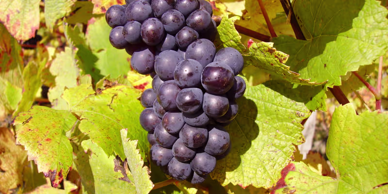 Sự thuần khiết nguyên bản từ 100% giống nho Pinot Noir
