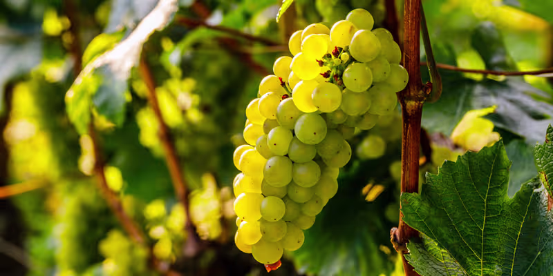 Sự thuần khiết từ 100% giống nho Chardonnay