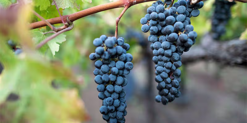 Giống nho Cabernet Sauvignon và quy trình lão hóa tinh tế