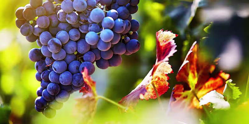 Giống nho Syrah và quy trình lão hóa gỗ sồi công phu