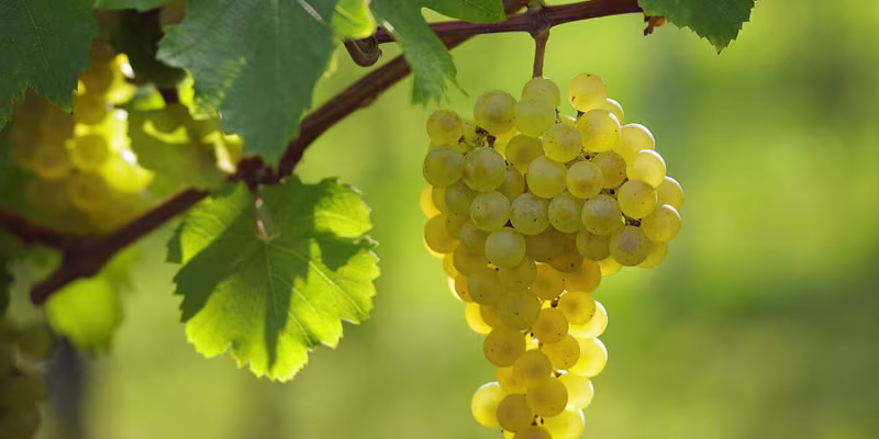 Giống nho Chardonnay & Mauzac cùng quy trình ủ sồi Reserve công phu