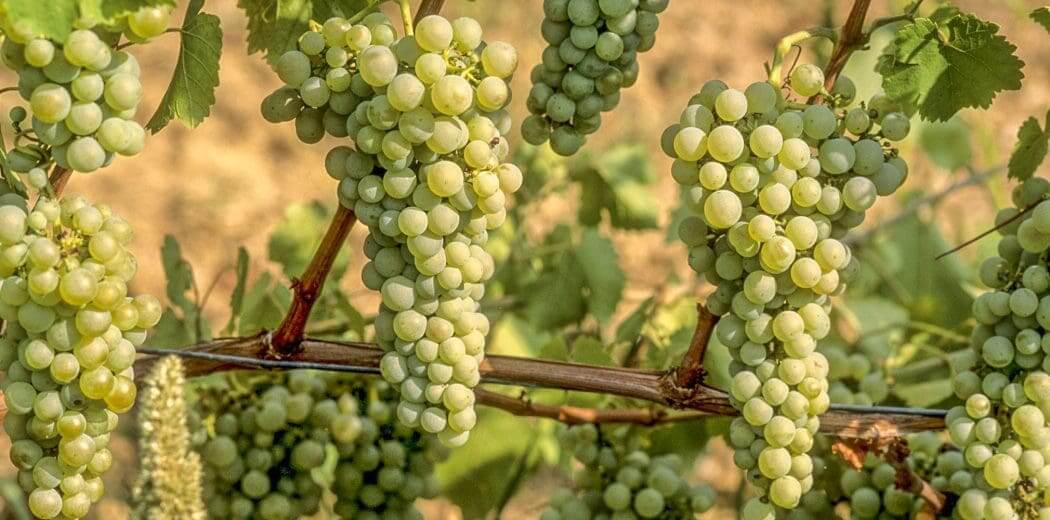 nho sauvignon blanc