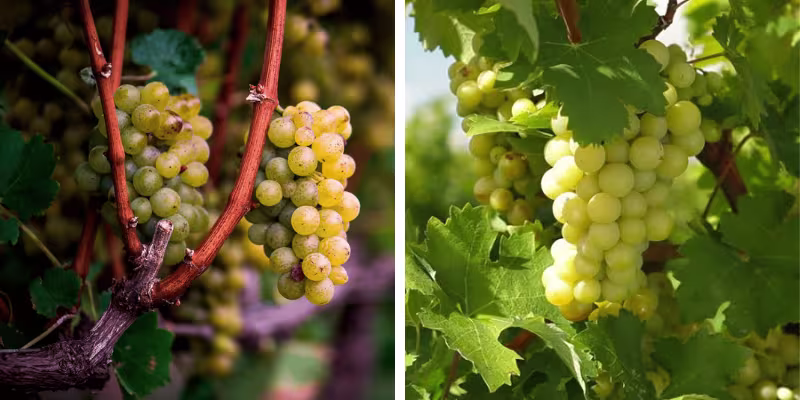 Nghệ thuật phối trộn tinh tế từ Semillon và Muscadelle