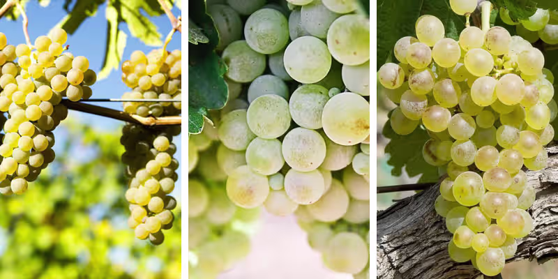Nghệ thuật phối trộn từ Viognier, Grenache Blanc và Clairette