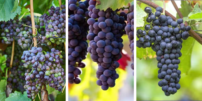 Nghệ thuật phối trộn cân bằng từ Grenache, Cinsault và Syrah