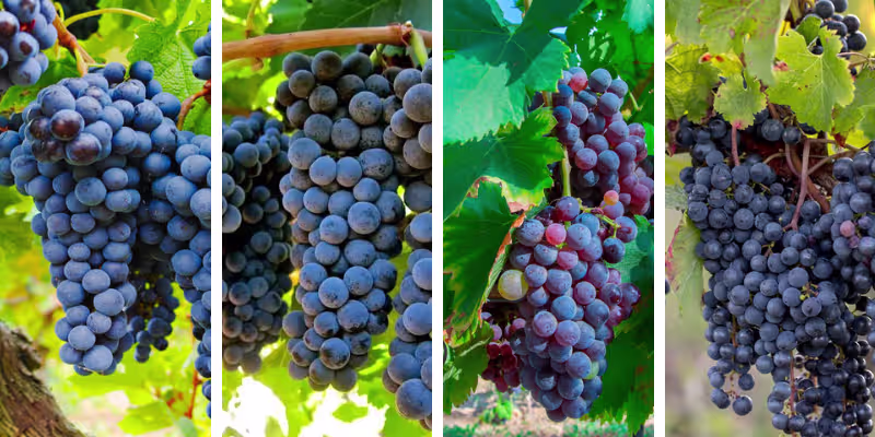 Giống nho làm rượu vang Grenache, Syrah, Carignan và Merlot