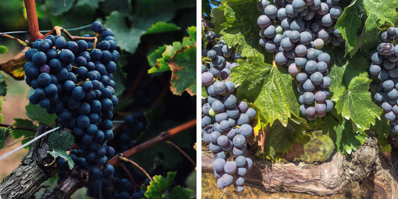 Quy trình sản xuất phối trộn Cabernet Sauvignon & Merlot công phu