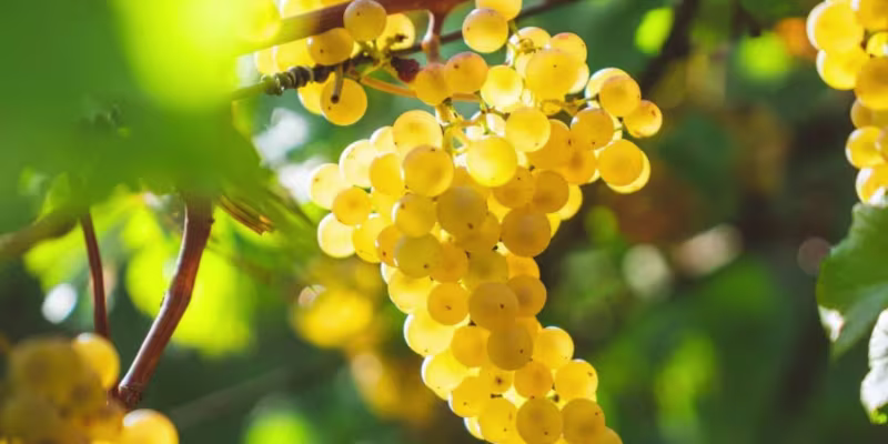 Tinh hoa từ 100% giống nho Chardonnay