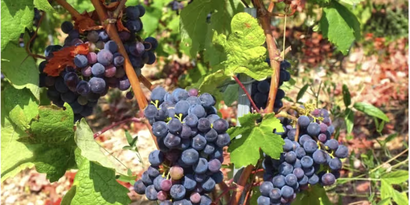 Sự độc đáo từ giống nho Zinfandel bản địa