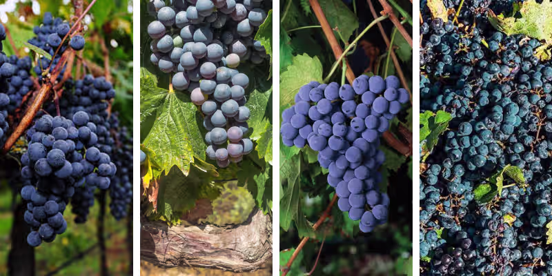 Đỉnh cao phối trộn từ trọn bộ 5 giống nho Bordeaux