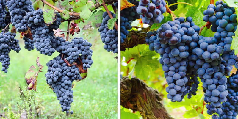Sự kết hợp kinh điển giữa giống nho Syrah và Grenache