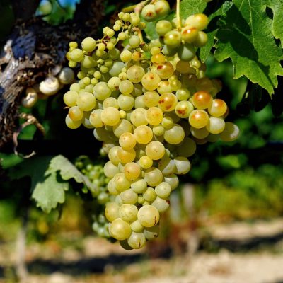 Nho Furmint - giống nho được dùng để sản xuất rượu vang trắng của Hungary có từ thế kỷ thứ XVI
