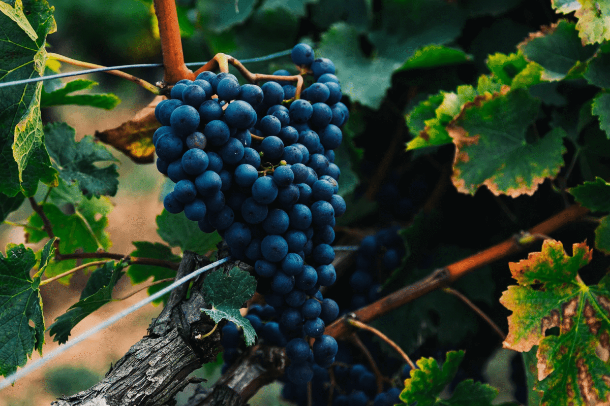 Giống nho Pinot Noir