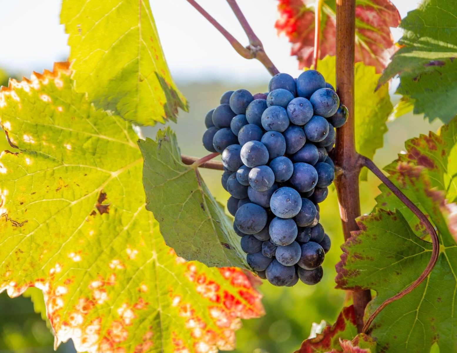 Hedon WineHub