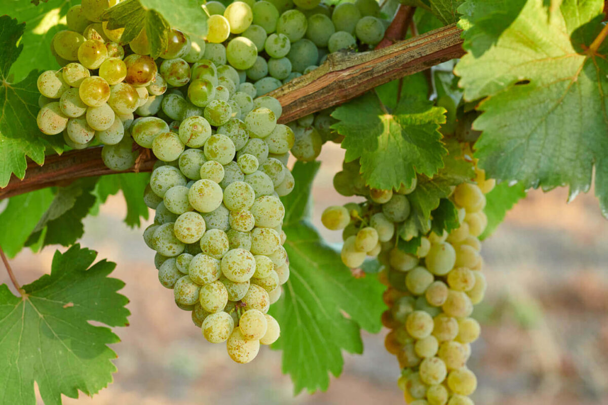 Giống nho Chenin Blanc