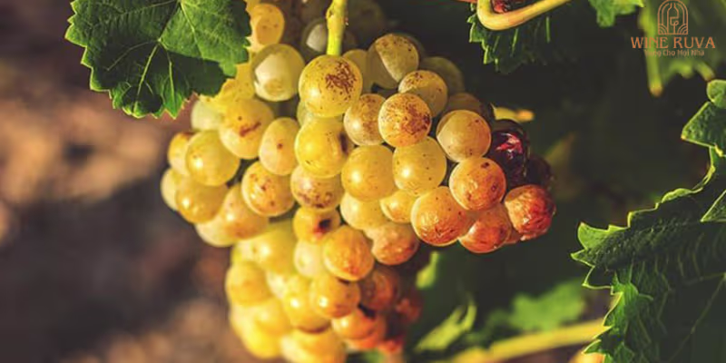 Sự thuần khiết ngào ngạt từ 100% giống nho Moscato