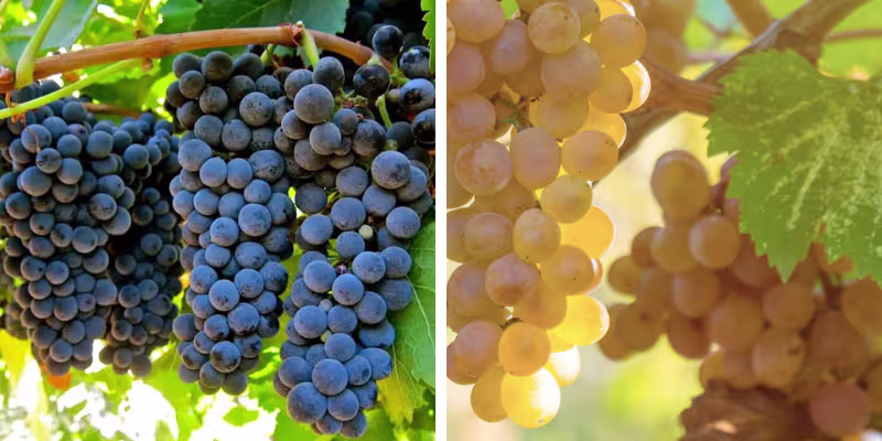 Nghệ thuật phối trộn Syrah - Viognier và quy trình ngâm ủ công phu