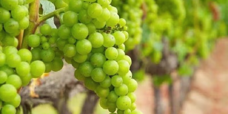 Giống nho Chardonnay và quy trình ủ gỗ sồi Reserve công phu