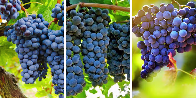 Nghệ thuật phối trộn đỉnh cao từ Grenache, Petite Sirah và Syrah