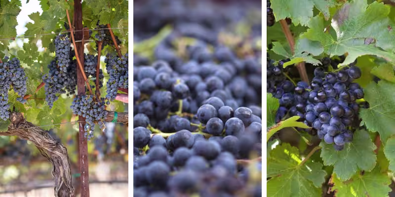 Nghệ thuật phối trộn đỉnh cao từ Petite Sirah, Syrah và Grenache

