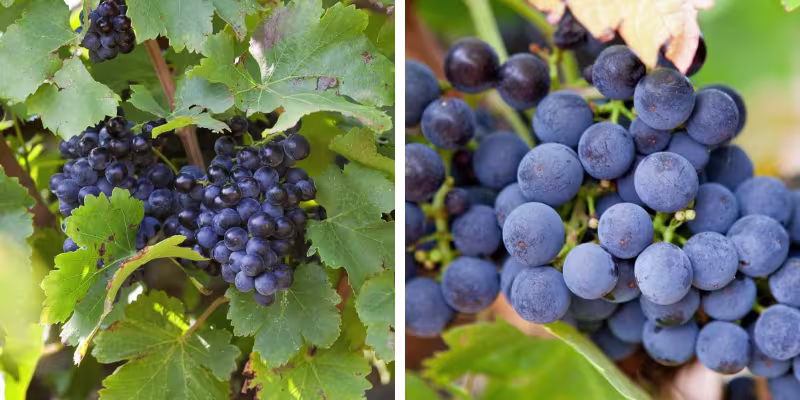 Giống nho Syrah - Grenache Noir & quy trình ủ gỗ sồi công phu