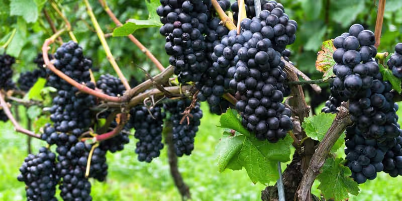 Sự thuần khiết nguyên bản từ 100% giống nho Pinot Noir