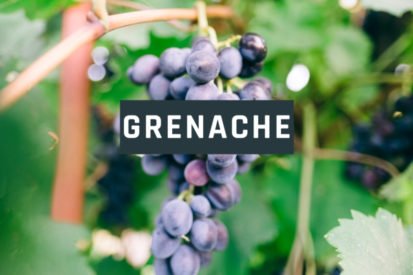 Giống nho Grenache trong những chai rượu vang đỏ