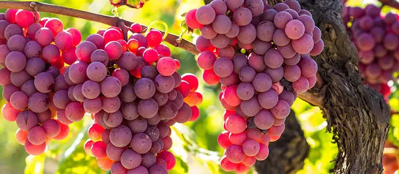 Những giống nho phổ biến trong sản xuất rượu vang hồng Pháp
