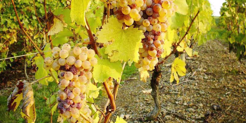 Sự thuần khiết và sâu lắng từ 100% giống nho Chenin Blanc