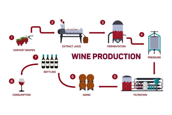 Sự hấp dẫn của quy trình sản xuất rượu vang