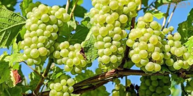 Sự thuần khiết từ 100% giống nho Chardonnay