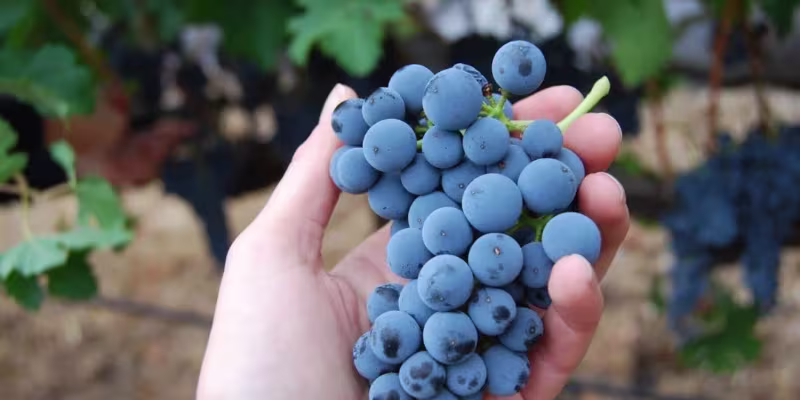 Sự thuần khiết và mượt mà từ 100% giống nho Merlot