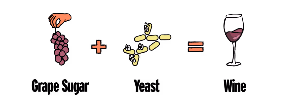 Một số loài nấm men thường gặp trong sản xuất rượu vang