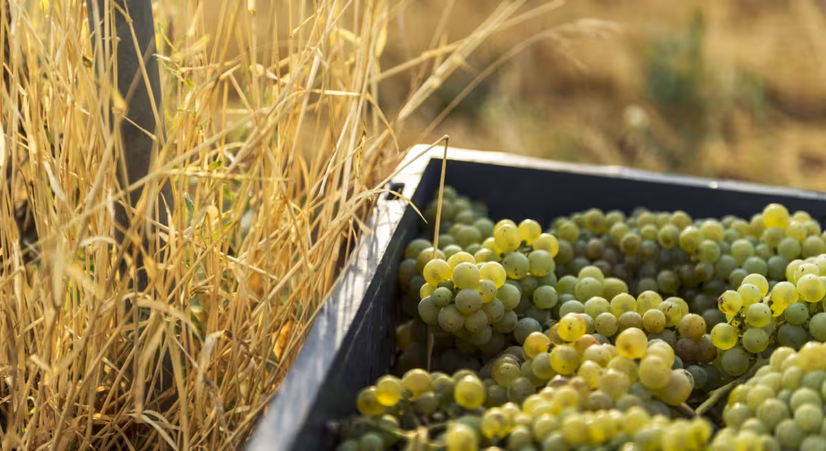 nguồn gốc rượu vang