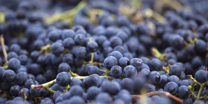 Giống nho Syrah lâu năm & quy trình ủ gỗ sồi Grande Reserve